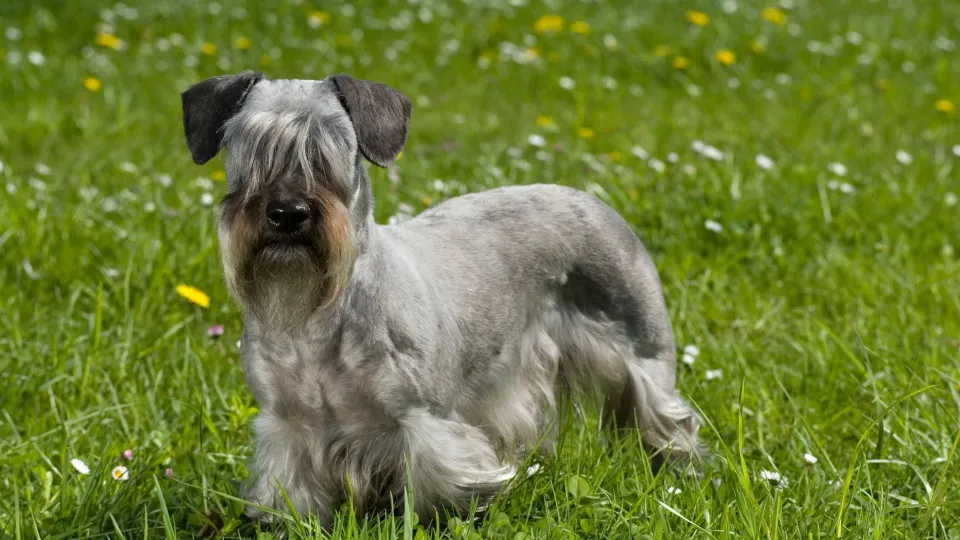 Cesky Terrier